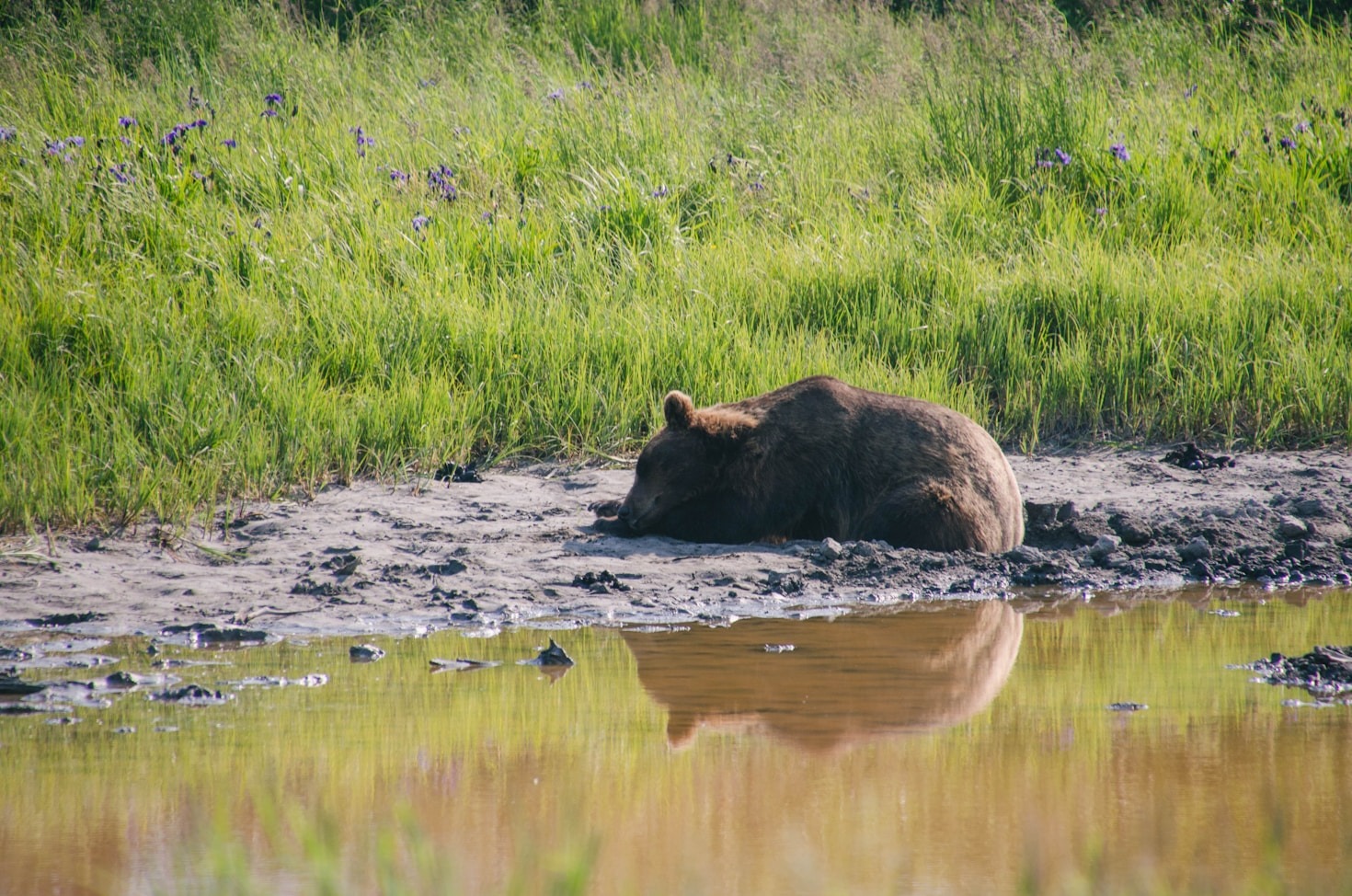 The Unique Animals of New Mexico at Wildlife West
