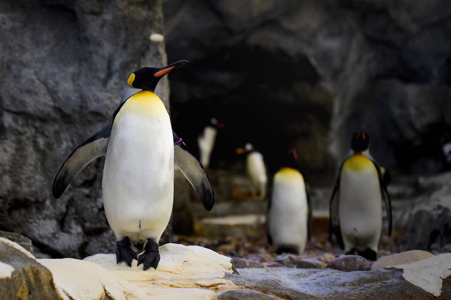 How You Can Help Wildlife West’s Mission